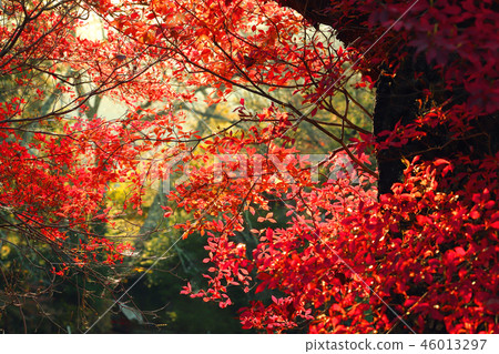 秋天的花園 46013297