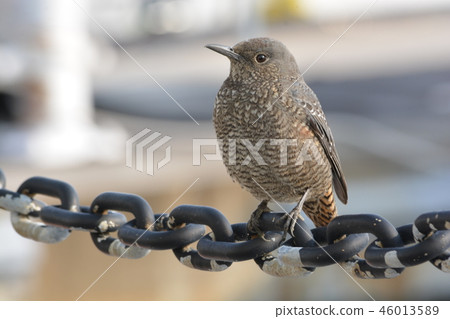 Sea bulbul Sea bulbul 46013589