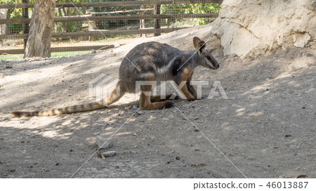 Tammar Wallaby Macropus eugenii sitting in the bush, Gan Guru - An Australian Park in Israel 46013887