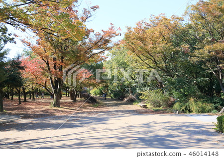 Autumn West Maru Garden 46014148