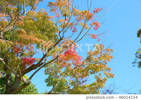 秋天西Maru花園 46014154