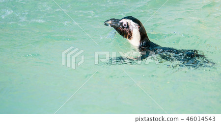 Cute antarctica ukimura 黳腳 鵝zoo penguin in the zoo penguin 46014543