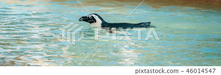 可愛的南極浮世繪黳腳鵝動物園企鵝在動物園的企鵝 46014547