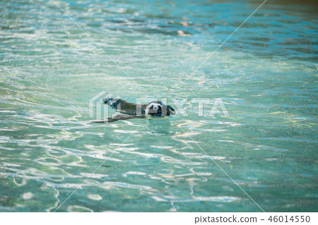 可愛的南極浮世繪黳腳鵝動物園企鵝在動物園的企鵝 46014550