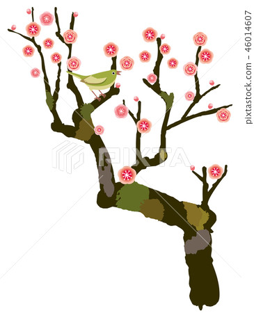 Plum plum tree red plum blossoms 46014607