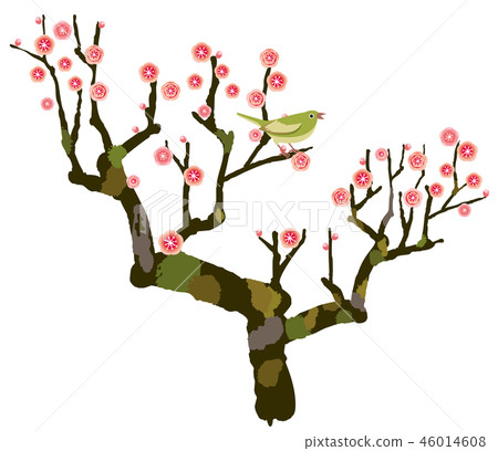 李子李子樹紅色李子開花 46014608