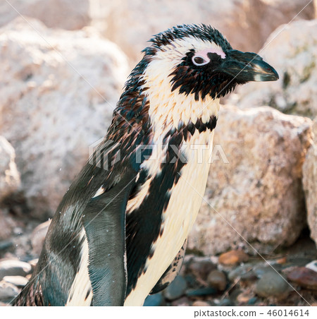 Cute antarctica ukimura 黳腳 鵝zoo penguin in the zoo penguin 46014614