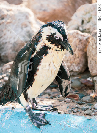 Cute antarctica ukimura 黳腳 鵝zoo penguin in the zoo penguin Cute antarctica ukimura 黳腳 鵝zoo penguin in the zoo penguin 46014628
