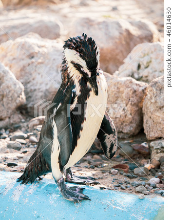 Cute antarctica ukimura 黳腳 鵝zoo penguin in the zoo penguin Cute antarctica ukimura 黳腳 鵝zoo penguin in the zoo penguin 46014630