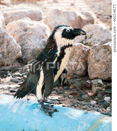 Cute antarctica ukimura 黳腳 鵝zoo penguin in the zoo penguin 46014673