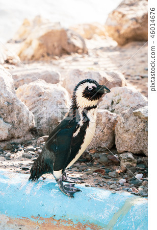 Cute antarctica ukimura 黳腳 鵝zoo penguin in the zoo penguin 46014676