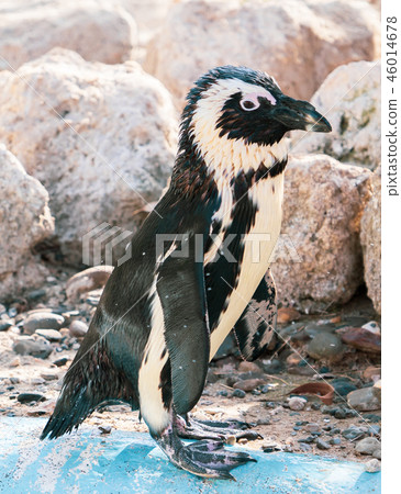 可愛的南極浮世繪黳腳鵝動物園企鵝在動物園的企鵝 46014678