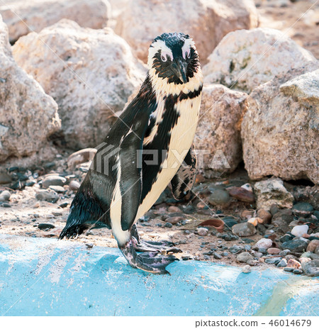可愛的南極浮世繪黳腳鵝動物園企鵝在動物園的企鵝 46014679