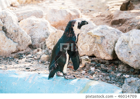 Cute antarctica ukimura 黳腳 鵝zoo penguin in the zoo penguin Cute antarctica ukimura 黳腳 鵝zoo penguin in the zoo penguin 46014709