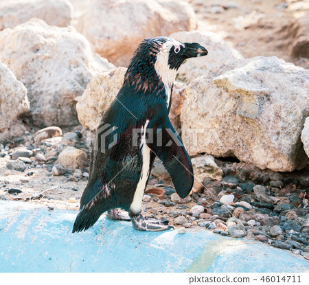 Cute antarctica ukimura 黳腳 鵝zoo penguin in the zoo penguin 46014711