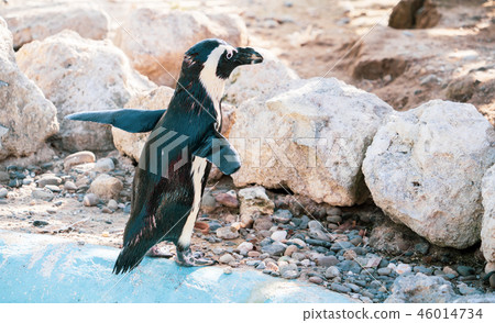 Cute antarctica ukimura 黳腳 鵝zoo penguin in the zoo penguin 46014734