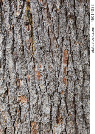 pine bark texture pine bark texture 46014858