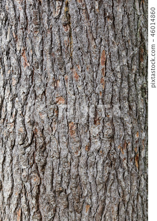pine bark texture pine bark texture 46014860