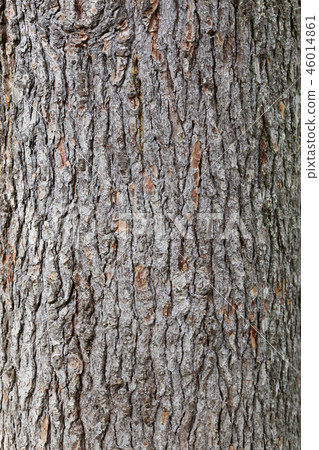 pine bark texture pine bark texture 46014861