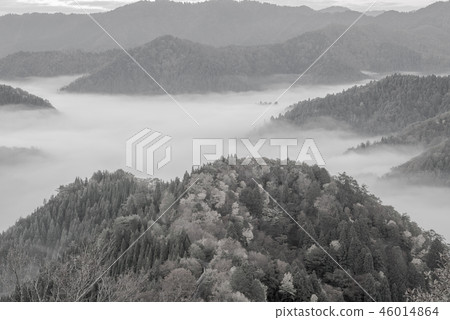 (Monochrome) Oyin Yu autumn leaves (Monochrome) Oyin Yu autumn leaves 46014864