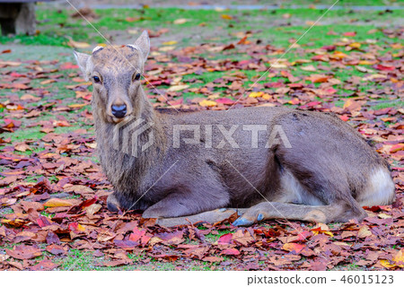 Deer in Nara Park 46015123