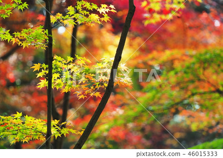 maple leaves 46015333