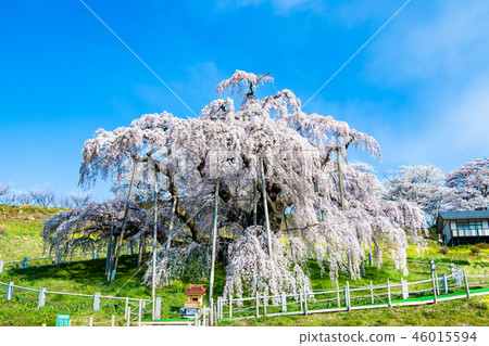 Fukushima Prefecture Miharu Taki Sakura 46015594