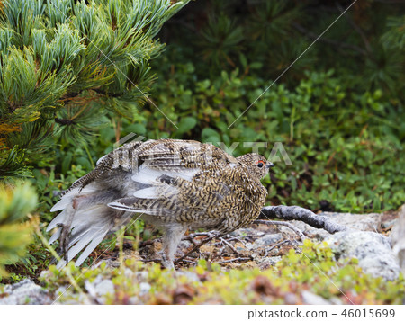 Grouse's young bird growing 46015699