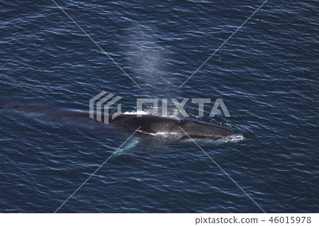 Fin whale Fin whale 46015978