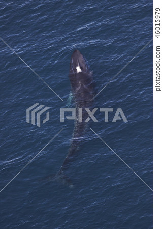 Fin whale Fin whale 46015979