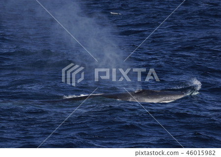 鯨魚 46015982