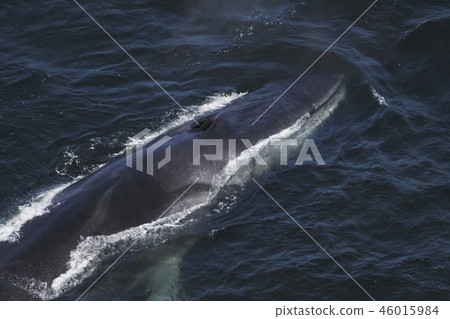 Fin whale 46015984