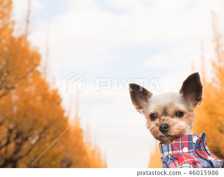 A yorkshire terrier dressed in a colored ginkgo tree lined and check shirt 46015986
