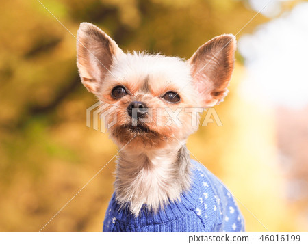 York Shateria dressed in colored ginkgo and blue sweater 46016199