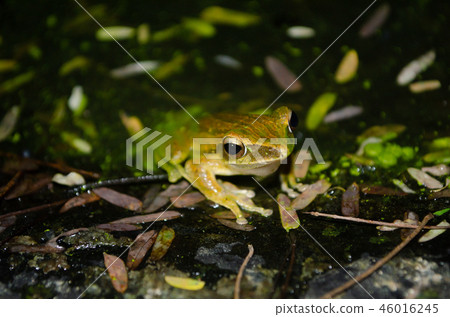 yellow forg 46016245