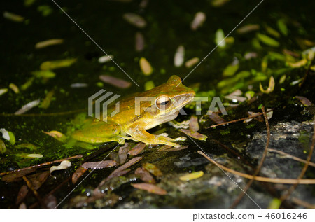 yellow forg 46016246