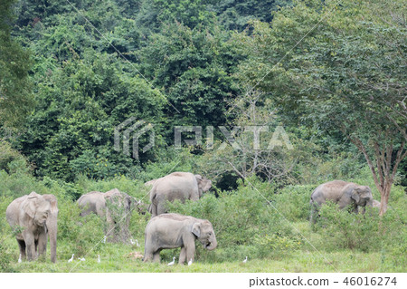 Asiatic Elephant is big five animal in Asiatic Elephant is big five animal in 46016274