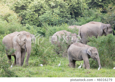 Asiatic Elephant is big five animal in 46016279