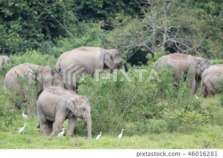 Asiatic Elephant is big five animal in Asiatic Elephant is big five animal in 46016281