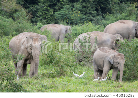 Asiatic Elephant is big five animal in 46016282