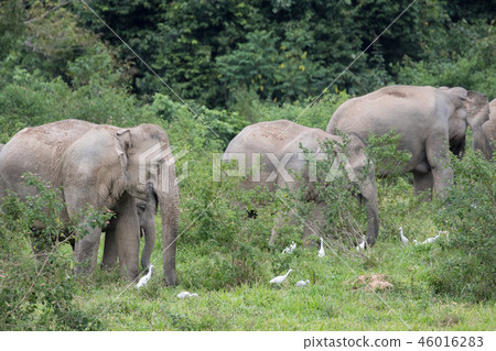 Asiatic Elephant is big five animal in Asiatic Elephant is big five animal in 46016283