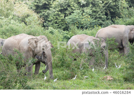 Asiatic Elephant is big five animal in 46016284