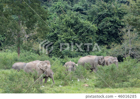Asiatic Elephant is big five animal in 46016285