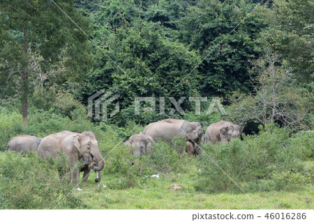 Asiatic Elephant is big five animal in 46016286