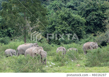 Asiatic Elephant is big five animal in 46016287