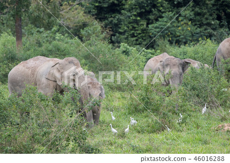Asiatic Elephant is big five animal in Asiatic Elephant is big five animal in 46016288