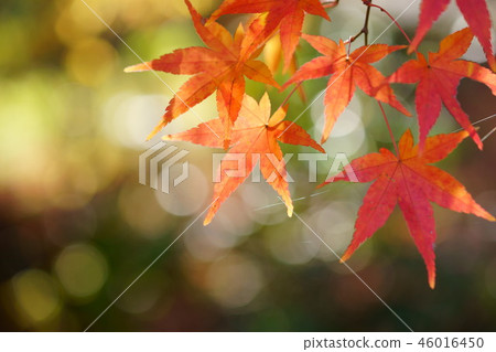 楓樹2的陽光 楓樹2的陽光 46016450