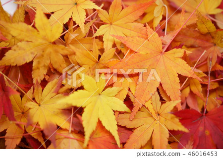 Fall leaves of colored leaves 6 46016453