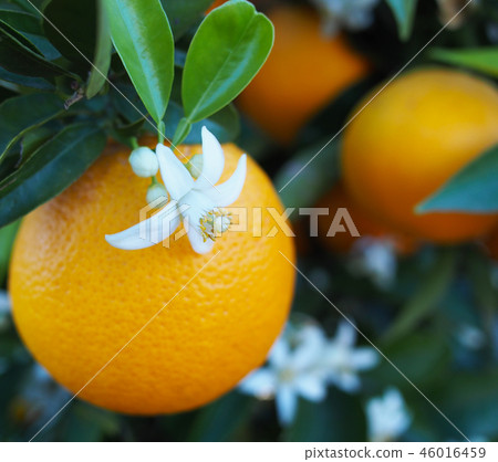 Valencian orange and orange blossoms. Spain. Sprin Valencian orange and orange blossoms. Spain. Sprin 46016459