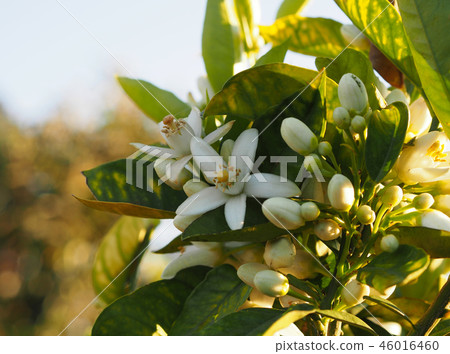 Valencian orange and orange blossoms. Spain. Sprin Valencian orange and orange blossoms. Spain. Sprin 46016460